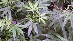 Investigatiôns En vente libre