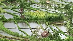 Investigatiôns Paradis en danger