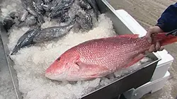 Investigatiôns Dessous de table