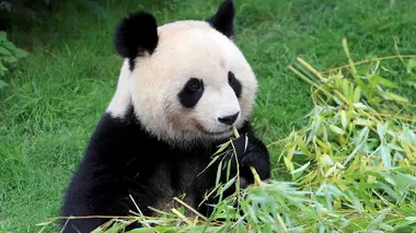 Invitation au voyage