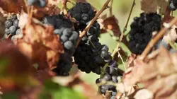 Invitation au voyage