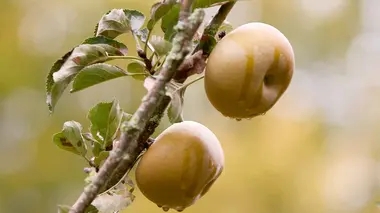 Invitation au voyage