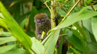 Invitation au voyage