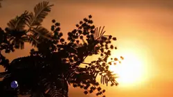 Invitation au voyage