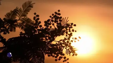 Invitation au voyage