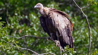 Invitation au voyage