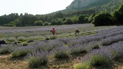 Invitation au voyage