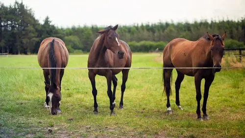 Invitation au voyage