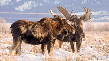 Invitation au voyage