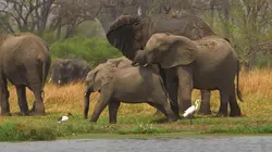 Invitation au voyage  Spécial Botswana