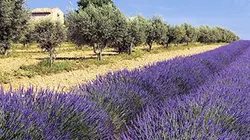 Visuel de Invitation au voyage