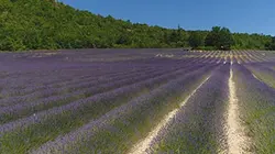 Visuel de Invitation au voyage