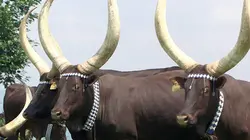 Invitation au voyage Rwanda