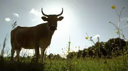 Invitation au voyage