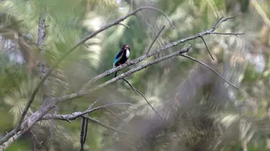 Invitation au voyage