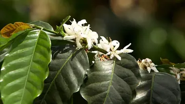 Invitation au voyage