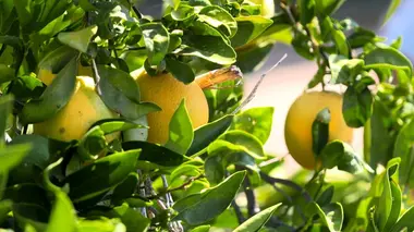 Invitation au voyage