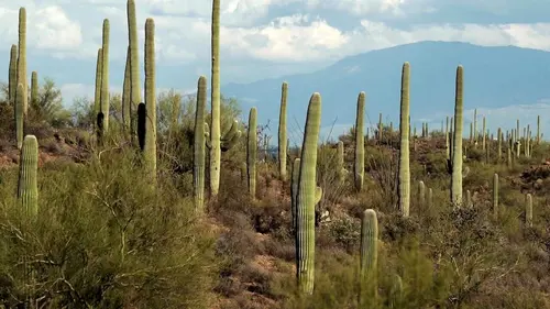 Invitation au voyage