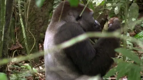 Invitation au voyage