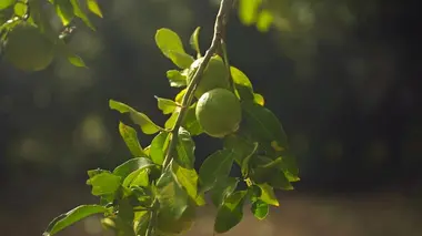 Invitation au voyage