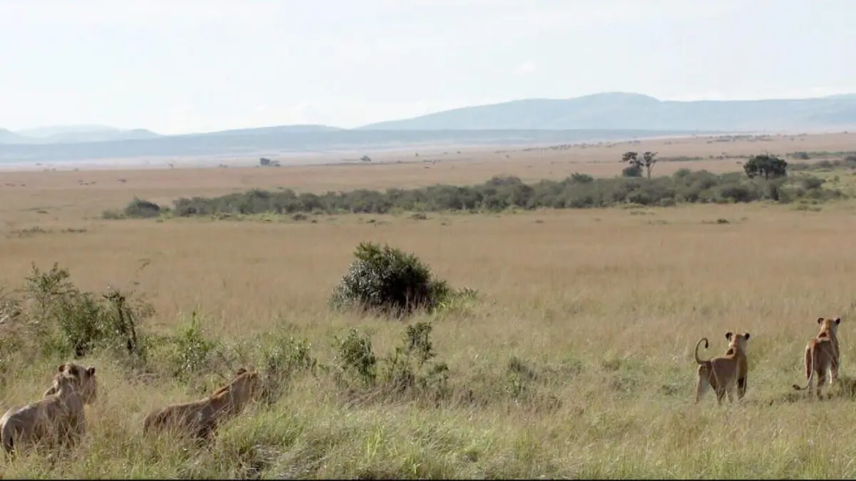 Invitation au voyage Spécial Kenya