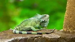 Invitation au voyage Spécial Martinique