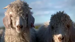 Invitation au voyage