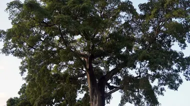 Invitation au voyage