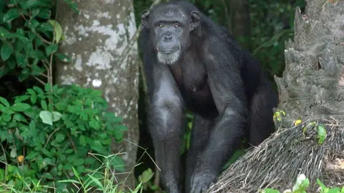 Invitation au voyage