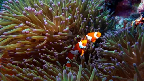 Invitation au voyage