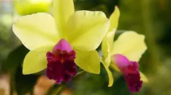 Invitation au voyage : Nos épopées Dingues de fleurs