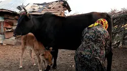 Iran, le chant de la bergère