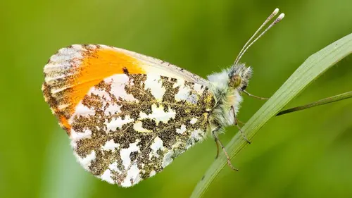 Irlande : La vie sauvage des Burren