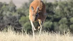 Visuel de Irrésistibles marsupiaux