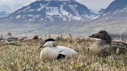 Islande, des plumes qui valent de l'or