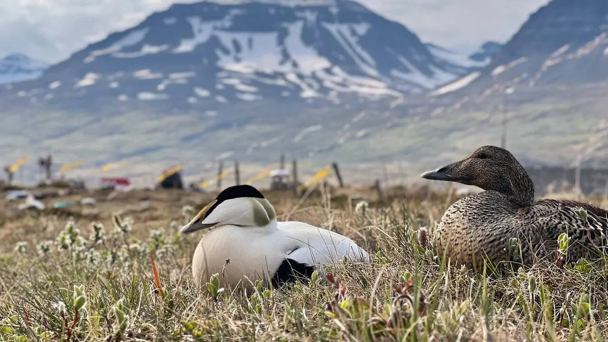 Islande, des plumes qui valent de l'or