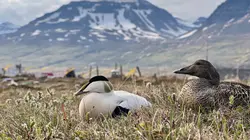 Islande, des plumes qui valent de l'or