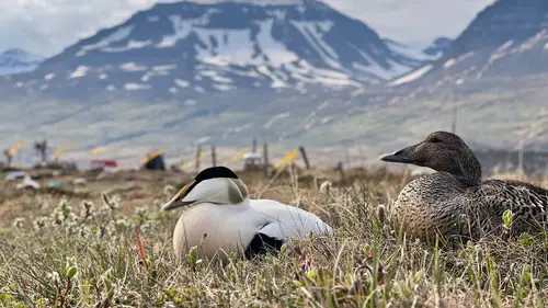 Islande, des plumes qui valent de l'or