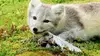 Islande : l'été des renards polaires