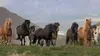 Islande, le cheval en fête