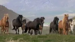 Visuel de Islande, le cheval en fête