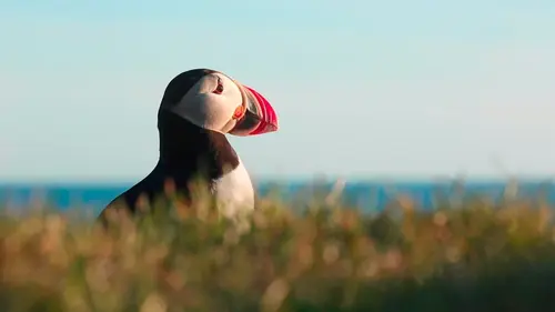 Islande, le sanctuaire des macareux