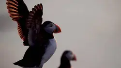 Islande, le sanctuaire des macareux