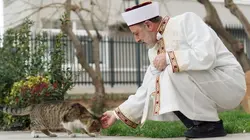 Istanbul, la ville des chats
