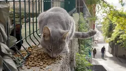 Istanbul, la ville des chats