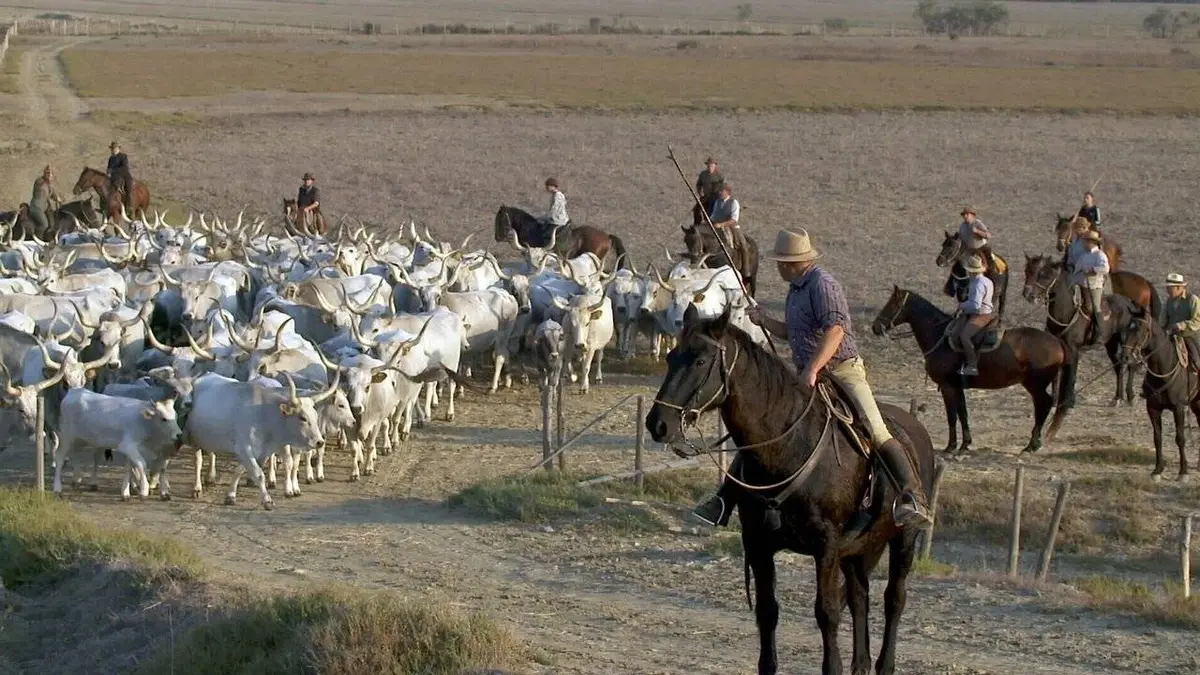 Italie, les derniers cow-boys