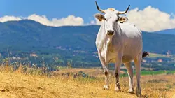 Italie : les vaches errantes de la mafia