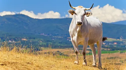 Italie : les vaches errantes de la mafia