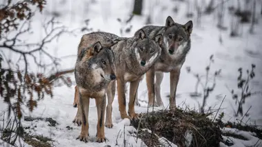Rome, les prédateurs ailés