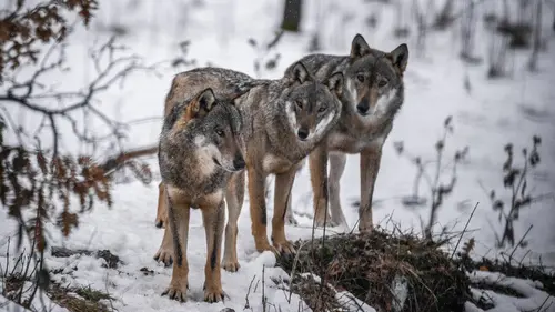 Italie sauvage : les prédateurs E02 Les ours